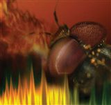 Antireflective properties of moth eyes