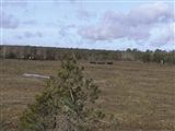 Massachusetts Military Reserve after completion of range clearance operation
