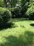 Landis-Shank Cemetery on Prairie Trace Golf Course